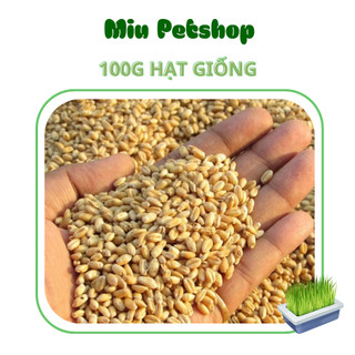 Hạt giống cỏ Mèo tươi - Cỏ lúa mạch cho Mèo