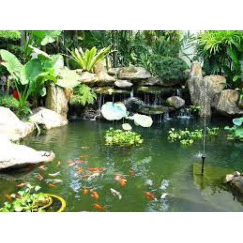 5 cây lục bình hay bèo tây