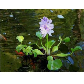 15 cây lục bình hay bèo tây