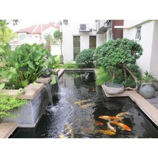15 cây lục bình hay bèo tây