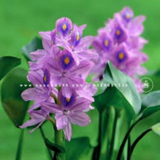 15 cây lục bình hay bèo tây