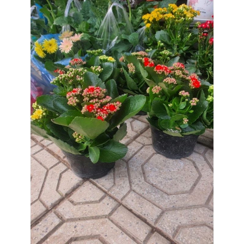 Cây hoa bỏng hay Cây sống đời chậu 3 màu