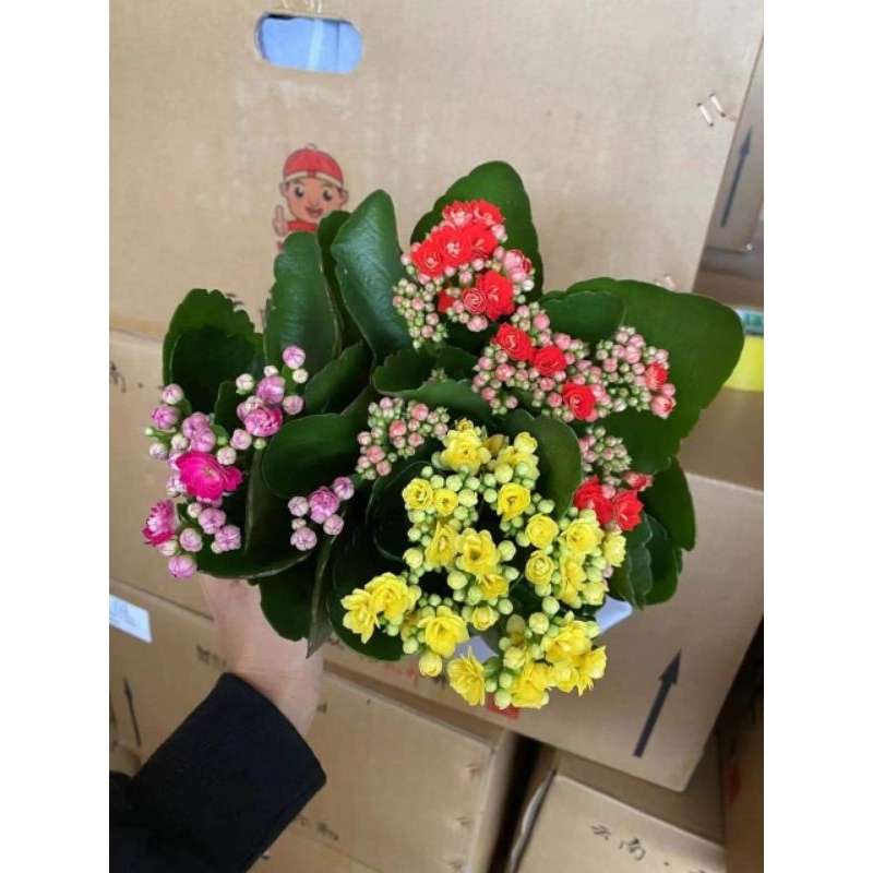 Cây hoa bỏng hay Cây sống đời chậu 3 màu