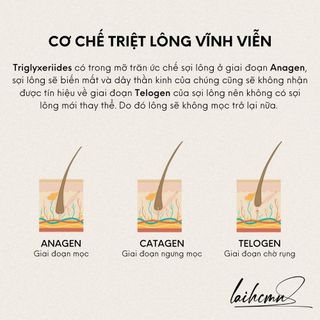 MỠ TRĂN NGUYÊN CHẤT GIÚP TRIỆT LÔNG