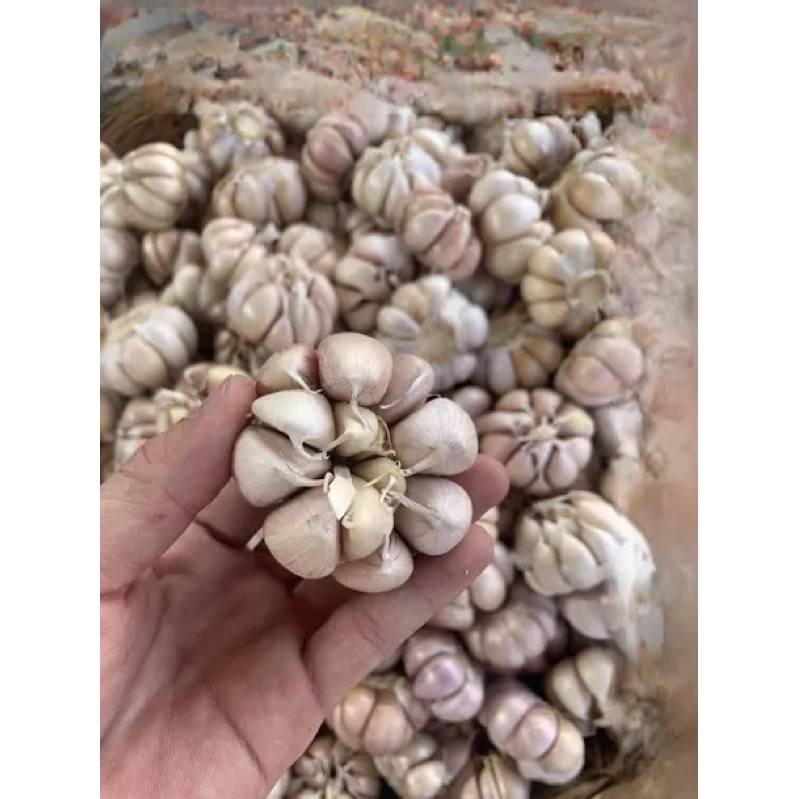 1kg tỏi ngon