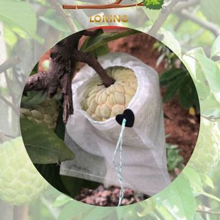 [18x20cm] 100 Túi Bọc Trái Cây Ổi, Bơ, Xoài, Na Có Dây Rút - LOKING