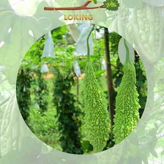 [ SIÊU RẺ ]100 Túi Bọc Trái Cây Thương Hiệu Ánh Dương, Sử Dụng 3-5 Năm - LOKING