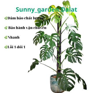 Chậu cứng Monstera Borsigiana - Trầu bà Nam Mỹ leo