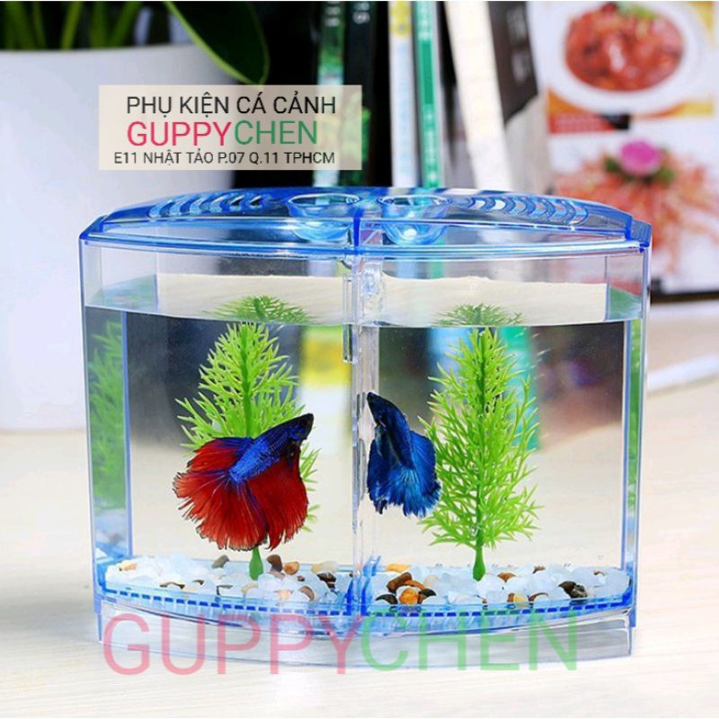 Hồ Mica Nuôi Cá, Show Betta Guppy 1 Ngăn 2 Ngăn