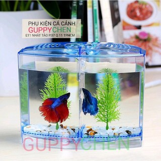 Hồ Mica Nuôi Cá, Show Betta Guppy 1 Ngăn 2 Ngăn