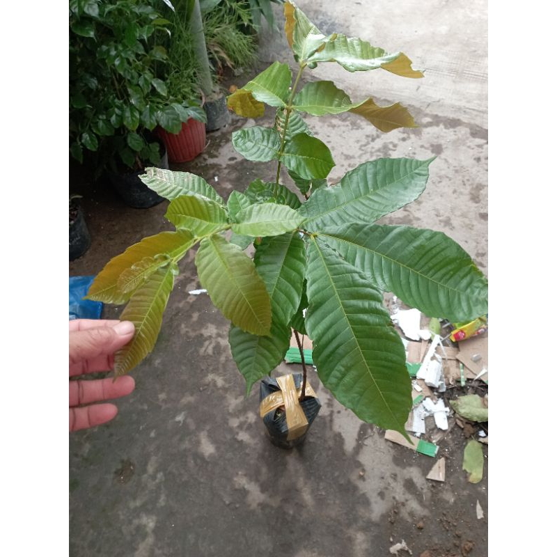 Cây giống nhãn Sầu Riêng Matoa