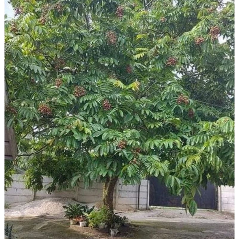 Cây giống nhãn Sầu Riêng Matoa