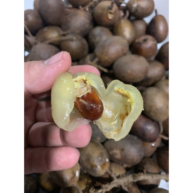 Cây giống nhãn Sầu Riêng Matoa