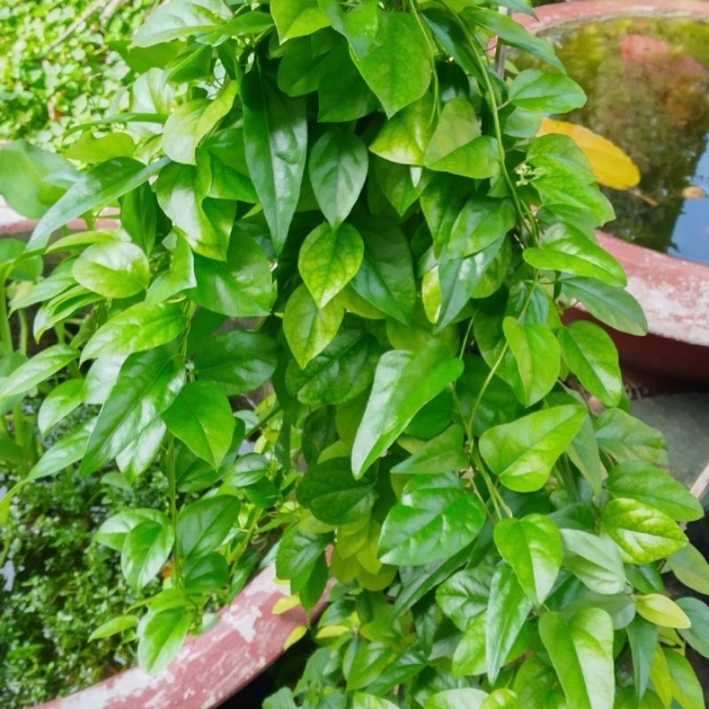 100 gram sương sâm lá trơn