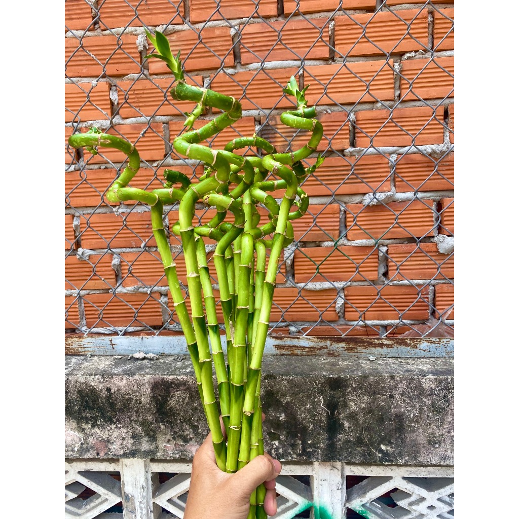 CÂY PHÁT TÀI XOẮN ĐẦU RỒNG QUẤN DÂY VÀNG - CÂY TRÚC PHÁT TÀI ĐẦU RỒNG QUẤN DÂY MAY MẮN, TRANG TRÍ NHÀ CỬA VÀ ĐỂ BÀN
