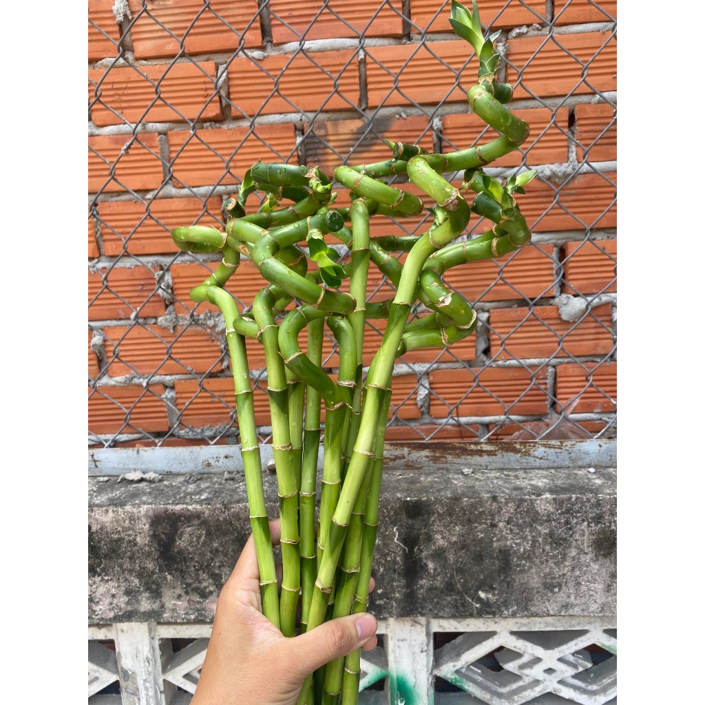 CÂY PHÁT TÀI XOẮN ĐẦU RỒNG QUẤN DÂY VÀNG - CÂY TRÚC PHÁT TÀI ĐẦU RỒNG QUẤN DÂY MAY MẮN, TRANG TRÍ NHÀ CỬA VÀ ĐỂ BÀN