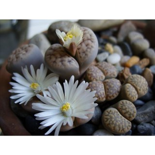 HẠT GIỐNG THẠCH LAN MIX MÀU - HÀNG CÔNG TY