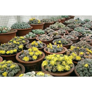 HẠT GIỐNG THẠCH LAN MIX MÀU - HÀNG CÔNG TY