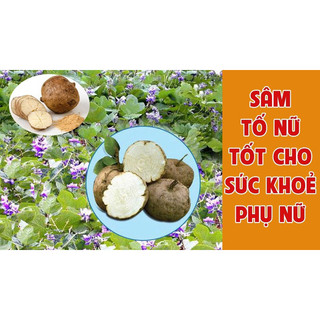 Sâm Tố Nữ Dạng Bột Dạng Miếng Dễ Sử Dụng[CHÍNH HÃNG]