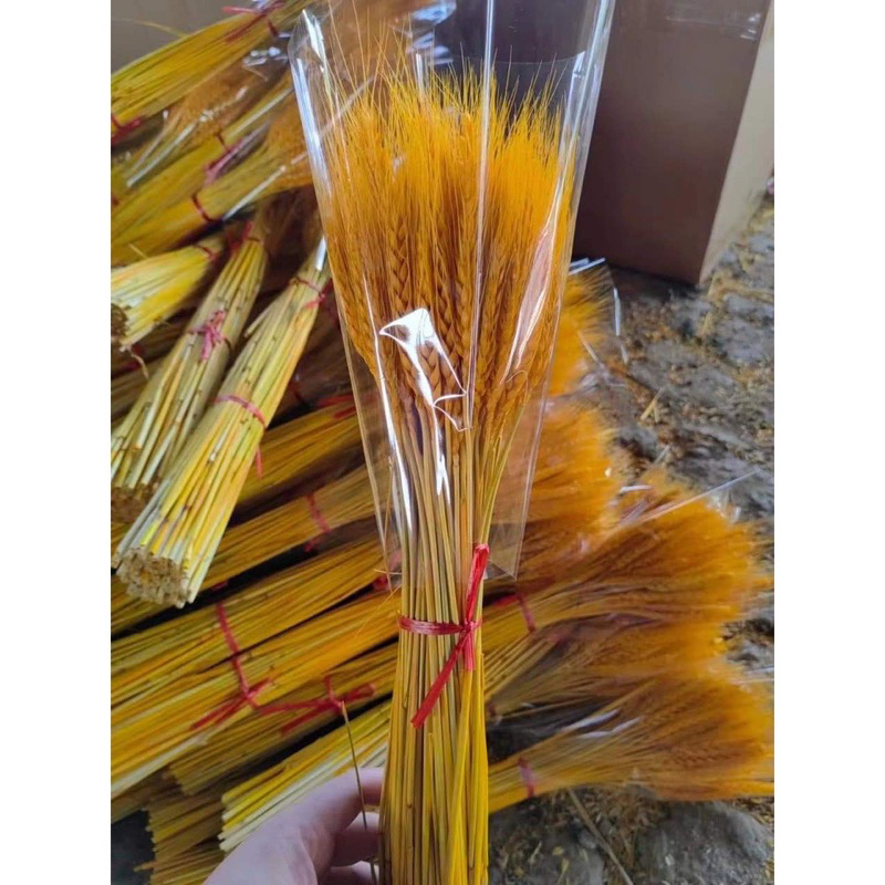 Bông lúa mạch vàng khô