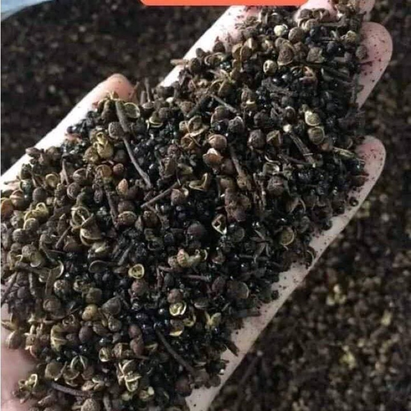 Hạt mắc kén loại 1. loại hạt mới thơm. ko chất bảo quản