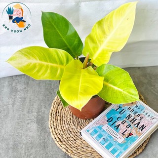 Trầu bà đế vương vàng - cây cảnh mini để bàn làm việc, trang trí nhà cửa