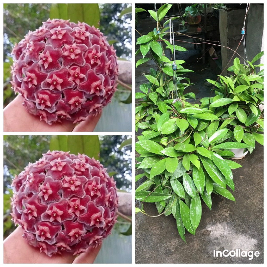 giò hoa lan cẩm cù đỏ size khủng gửi từ hà nội