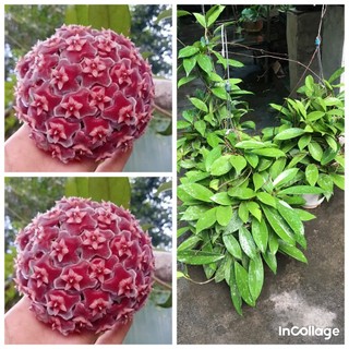 Giò hoa lan cẩm cù đỏ size khủng gửi từ hà nội
