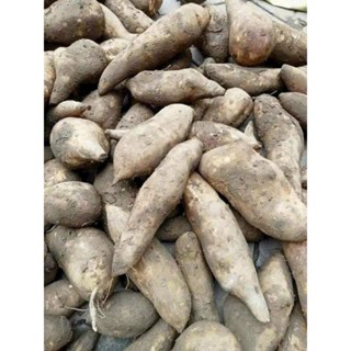 1kg khoai sâm đất mộng nước ngon ngọt