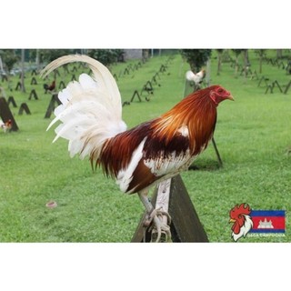 Gà thú bông 3D, tập lực cho gà