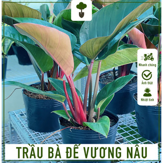 Trầu bà đế vương nâu - cây cao 60-70 cm - cây trang trí sang trọng - mang tài lộc