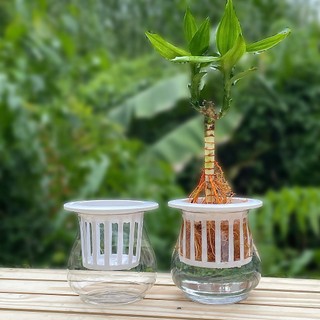Chậu Nhựa Thuỷ Canh