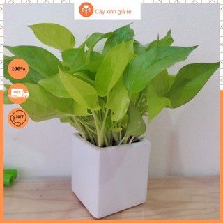 Cây trầu bà vàng để bàn lọc không khí, hấp thụ khí độc, bức xạ từ các thiết bị điện tử như máy tính...
