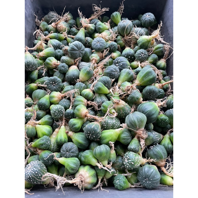 Xương rồng Aster