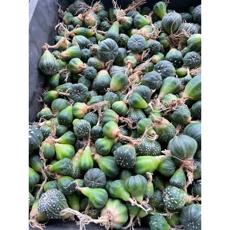 Xương rồng Aster