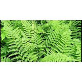 cây dương sỉ tươi 5 cây