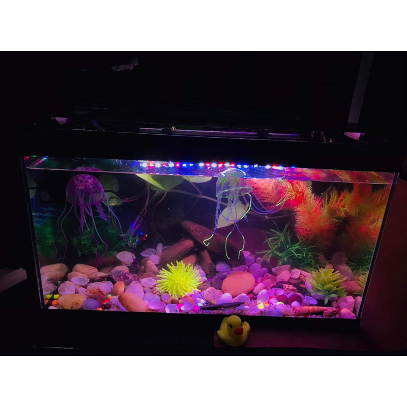 Bộ bể cá 50cm FULL OPTION