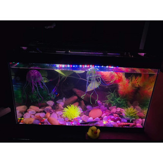 Bộ bể cá 50cm full option