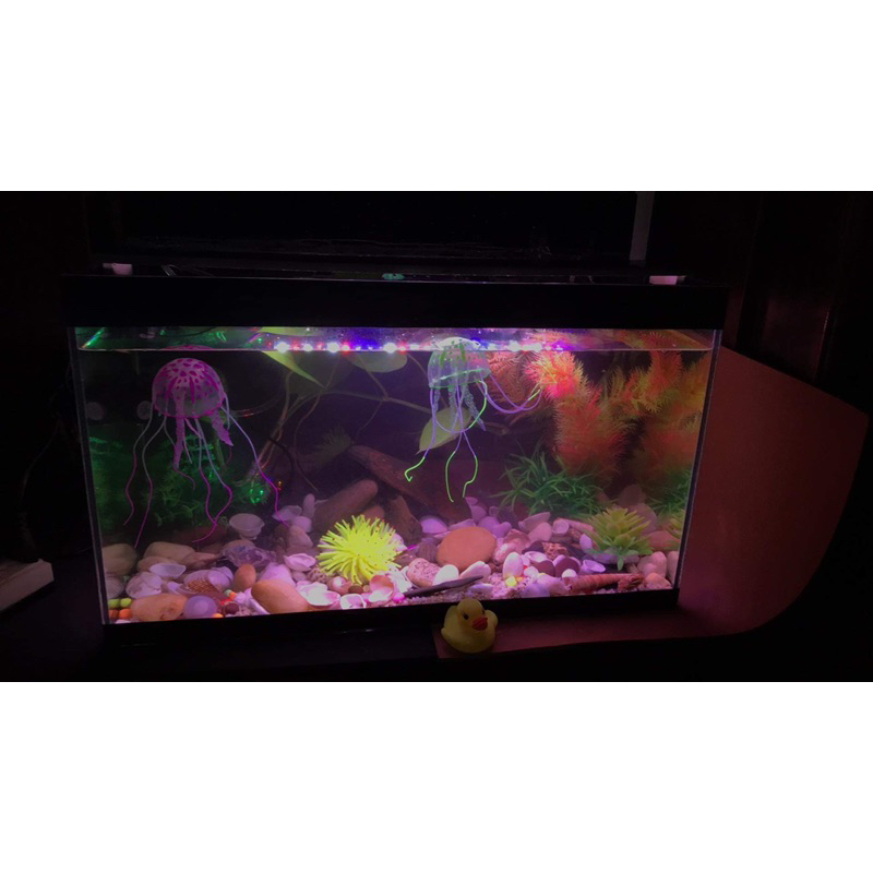 Bộ bể cá 50cm FULL OPTION