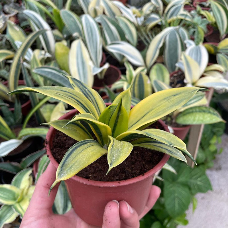 Lưỡi hổ hoàng kim