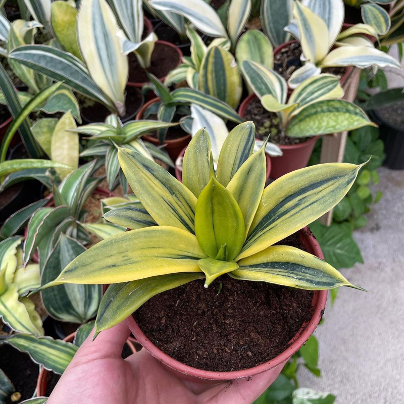 Lưỡi hổ hoàng kim