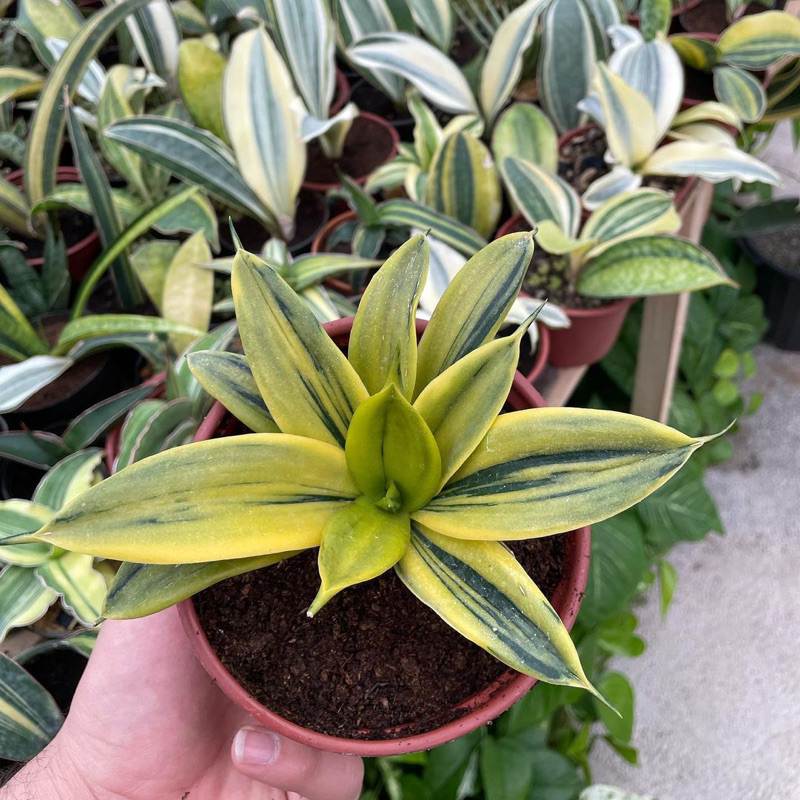 Lưỡi hổ hoàng kim