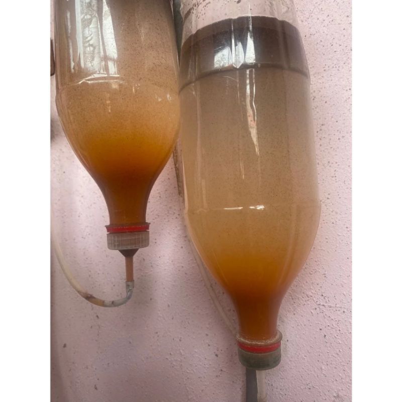 Combo Bộ Ấp Artemia Kèm Máy Sủi Oxi Cho Cá