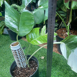 Cây trầu bà lá xẻ Epipremnum Pinnatum Var Albo