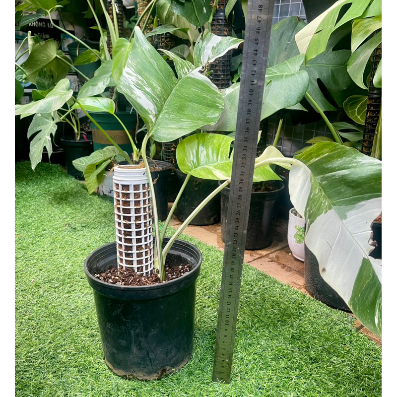 Cây trầu bà lá xẻ Epipremnum Pinnatum Var Albo