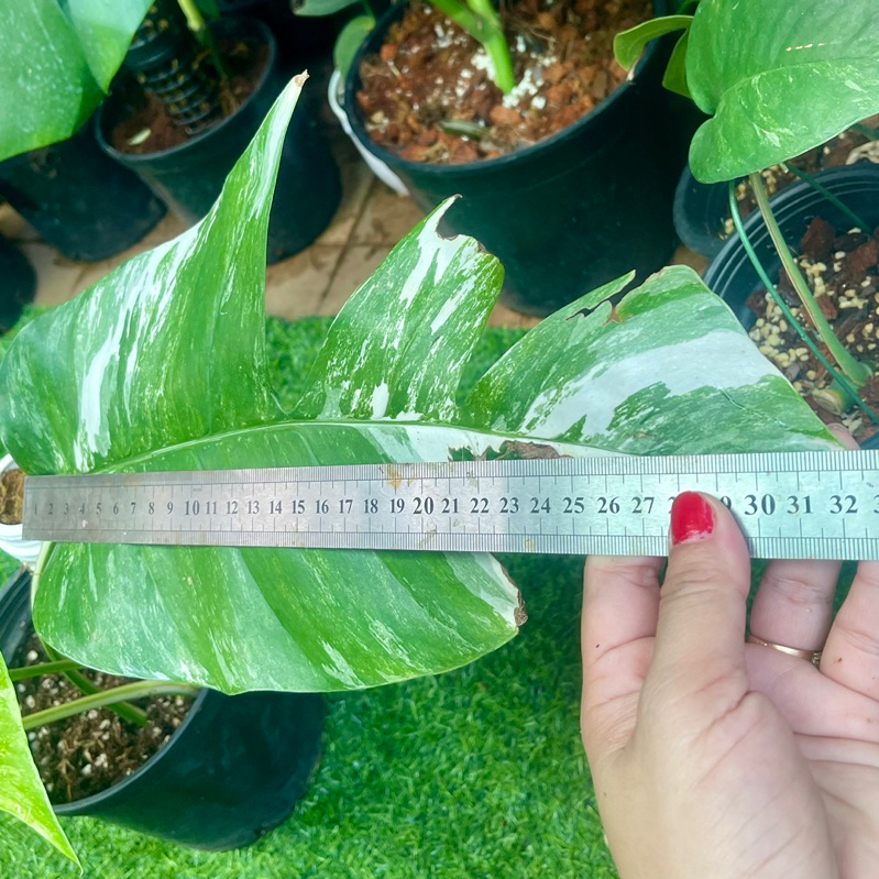 Cây trầu bà lá xẻ Epipremnum Pinnatum Var Albo