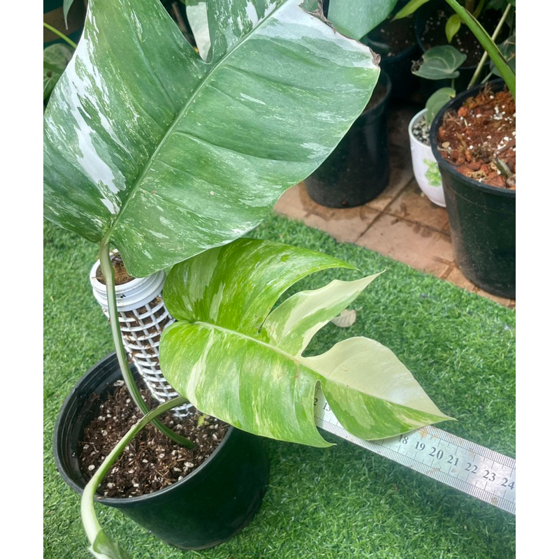 Cây trầu bà lá xẻ Epipremnum Pinnatum Var Albo