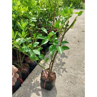 Cây giống tắc bầu nhỏ