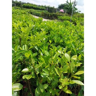 Cây giống tắc bầu nhỏ (tắc bánh xe, cây hạnh, cây quất)