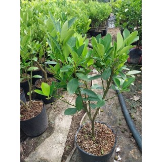 Cây giống tắc chua nuôi chậu